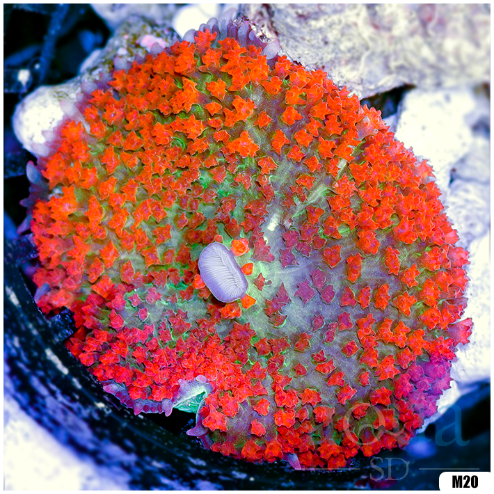 Ultra Red St Thomas Mushroom