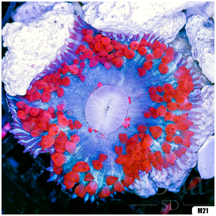 Ultra Red St Thomas Mushroom