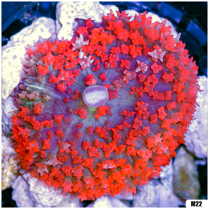 Ultra Red St Thomas Mushroom