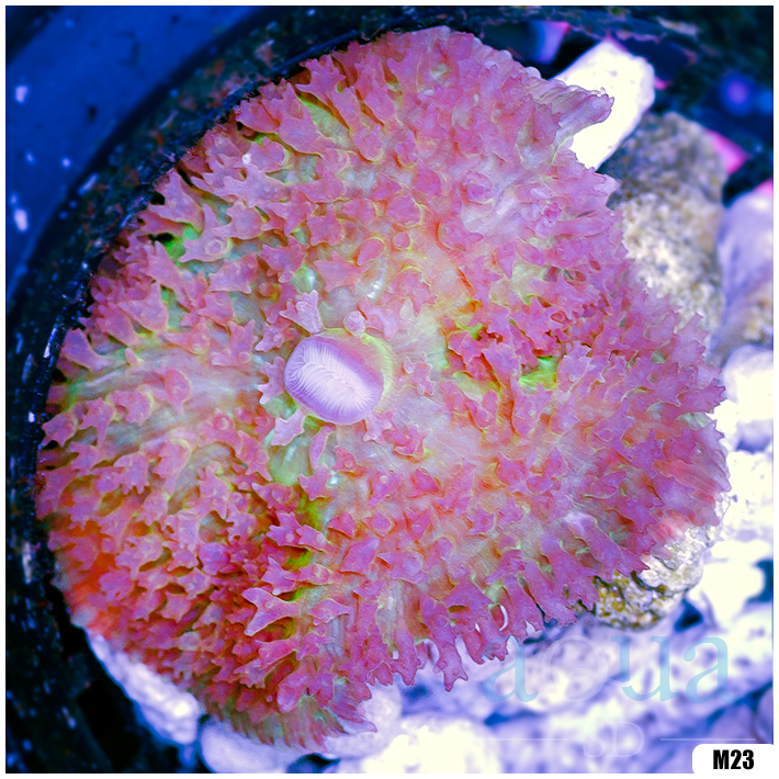 Ultra Red St Thomas Mushroom