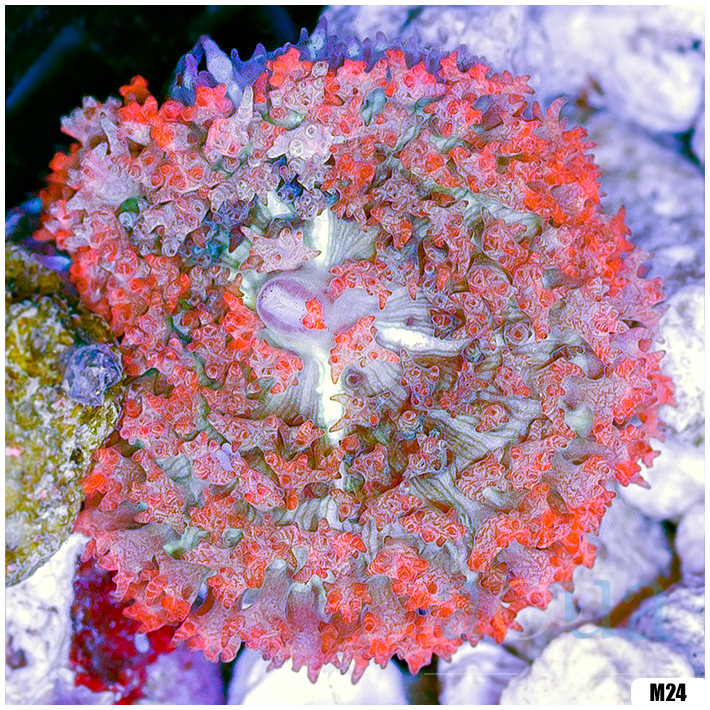 Ultra Red St Thomas Mushroom