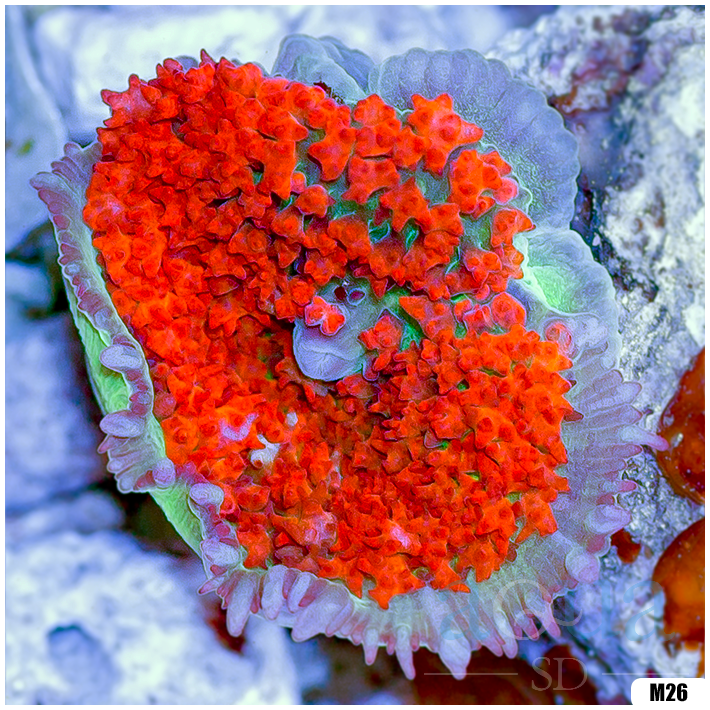 Ultra Red St Thomas Mushroom