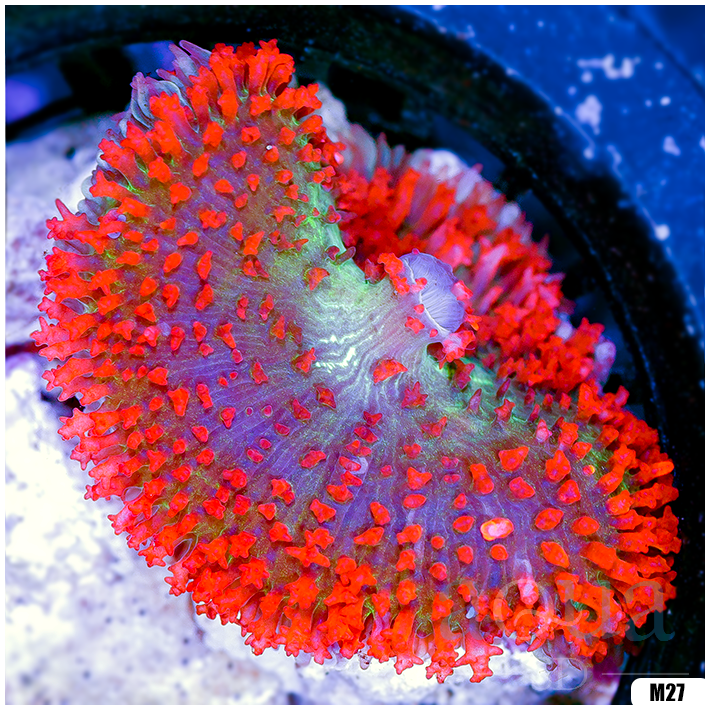 Ultra Red St Thomas Mushroom