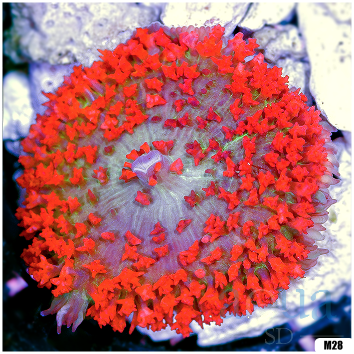 Ultra Red St Thomas Mushroom