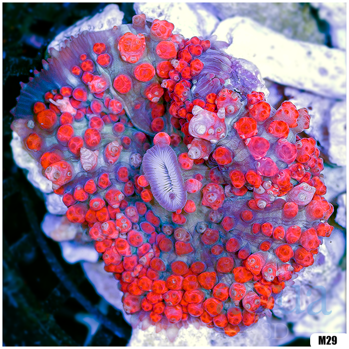Ultra Red St Thomas Mushroom