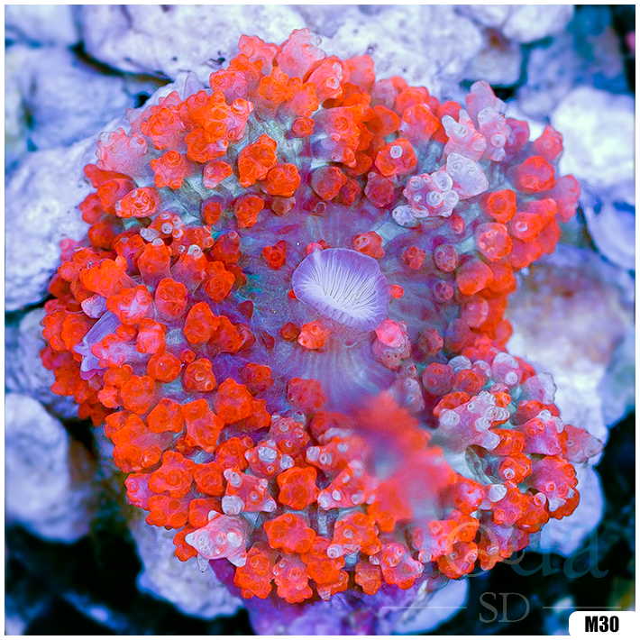 Ultra Red St Thomas Mushroom