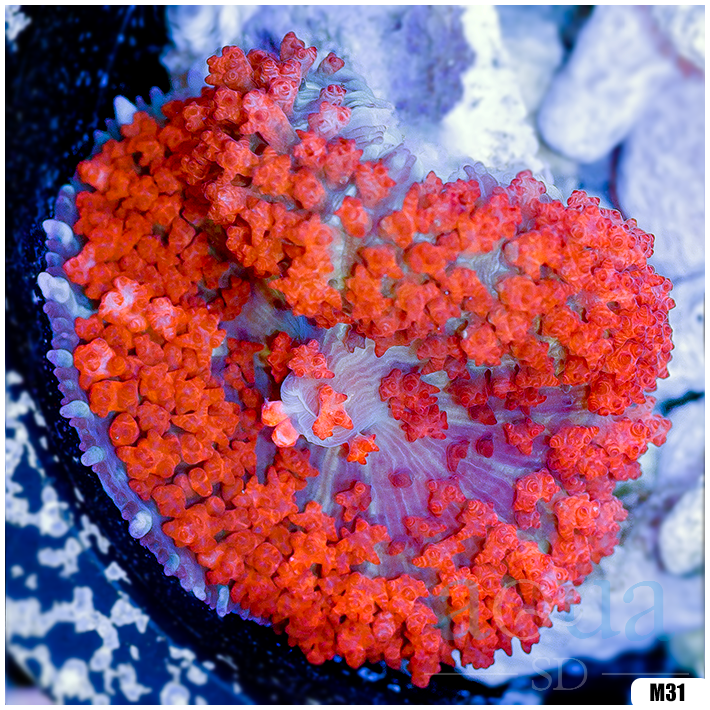 Ultra Red St Thomas Mushroom