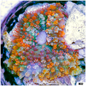 Ultra Red St Thomas Mushroom