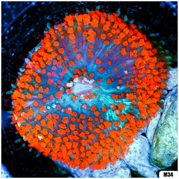 Ultra Red St Thomas Mushroom