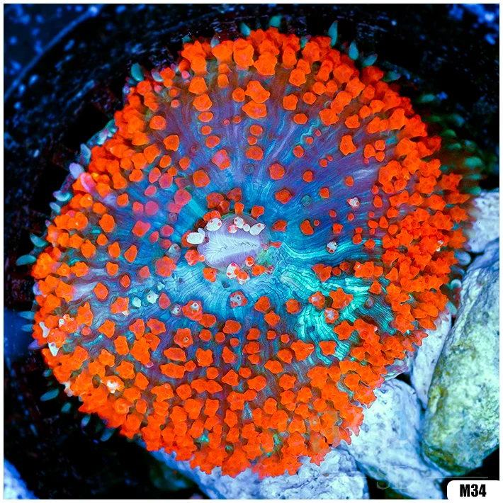 Ultra Red St Thomas Mushroom