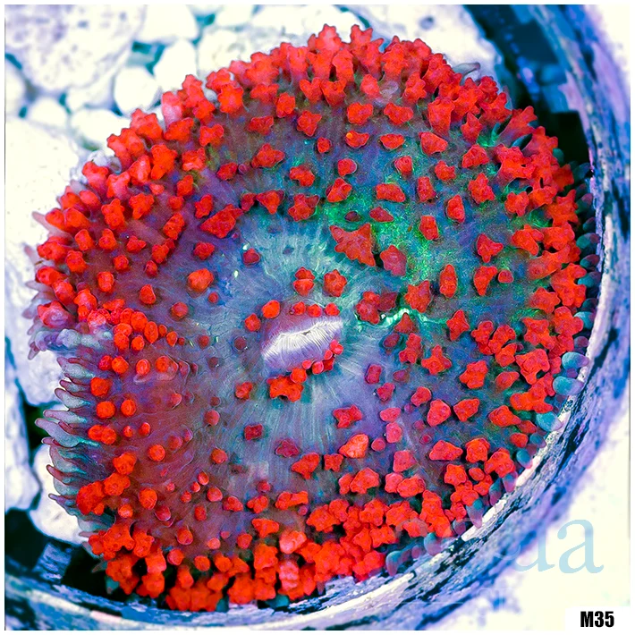 Ultra Red St Thomas Mushroom