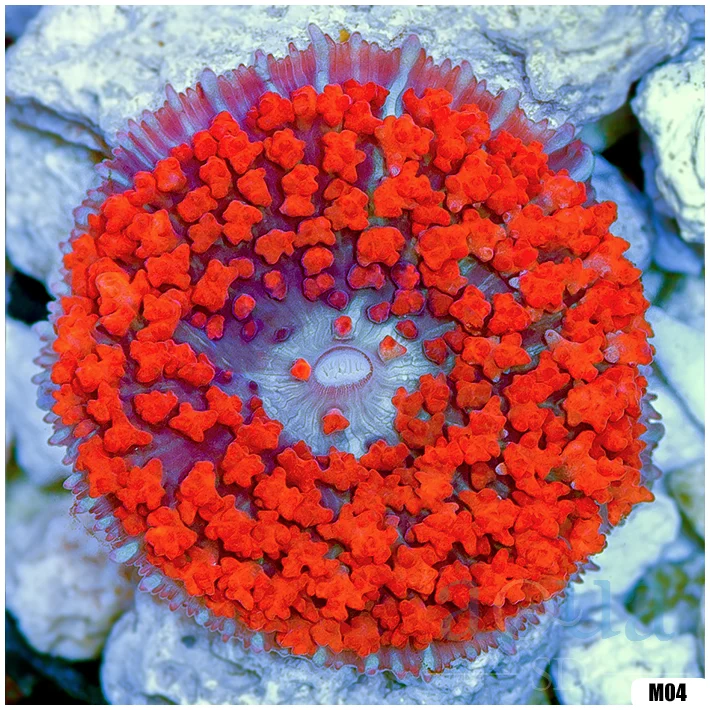 Ultra Red St Thomas Mushroom
