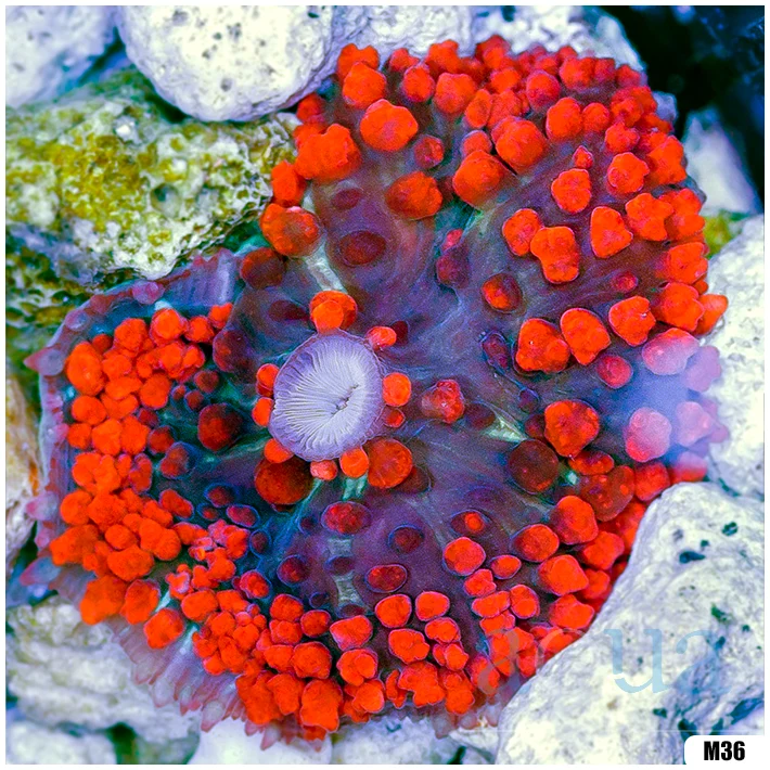 Ultra Red St Thomas Mushroom