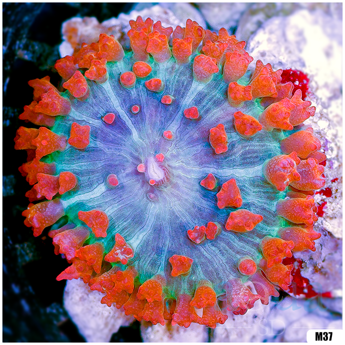 Ultra Red St Thomas Mushroom