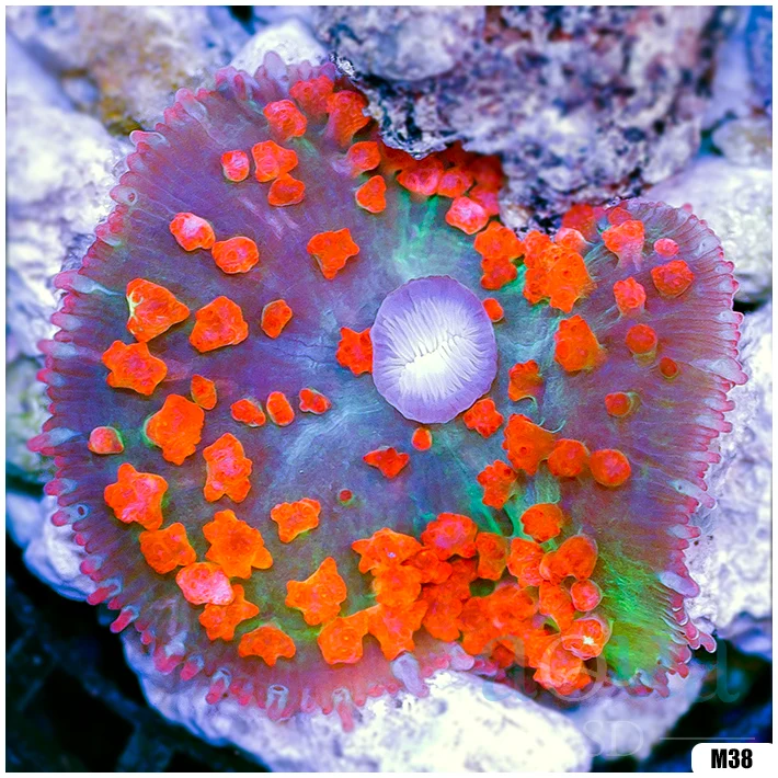 Ultra Red St Thomas Mushroom