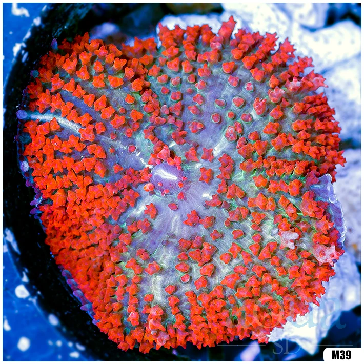 Ultra Red St Thomas Mushroom