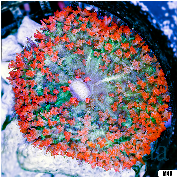 Ultra Red St Thomas Mushroom