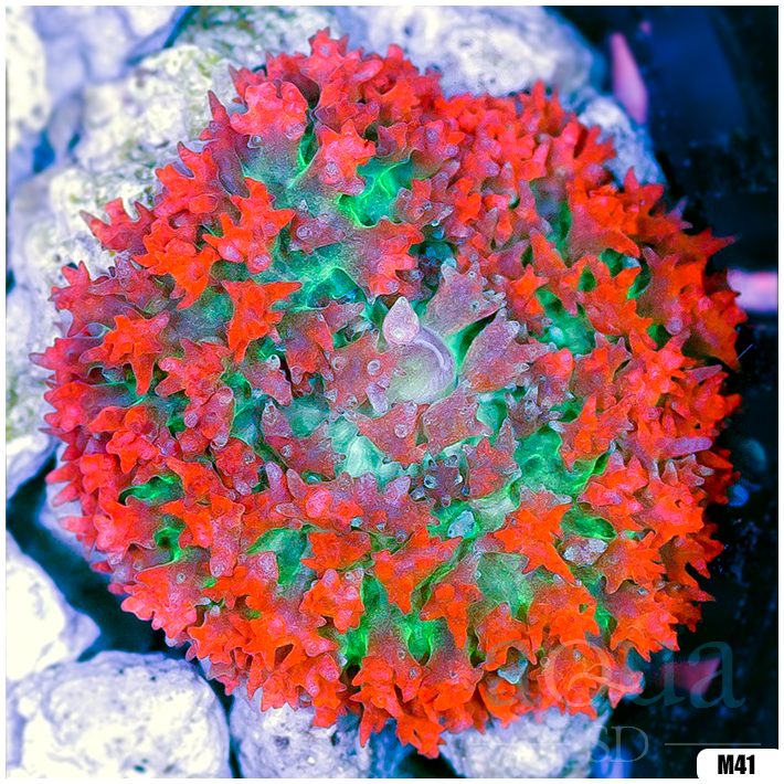 Ultra Red St Thomas Mushroom