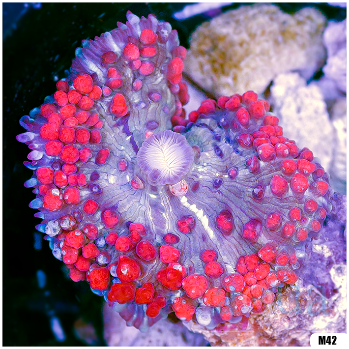 Ultra Red St Thomas Mushroom