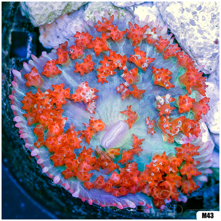 Ultra Red St Thomas Mushroom