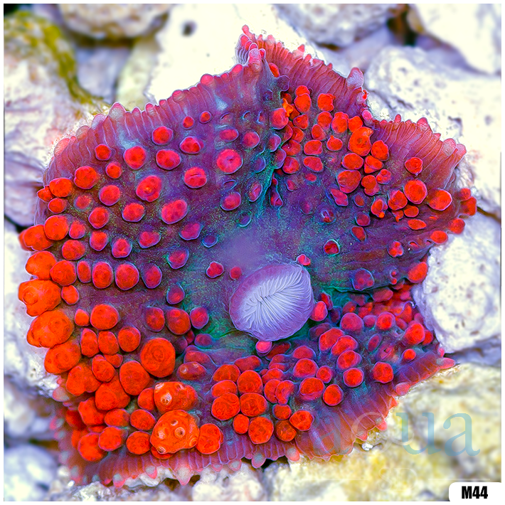 Ultra Red St Thomas Mushroom