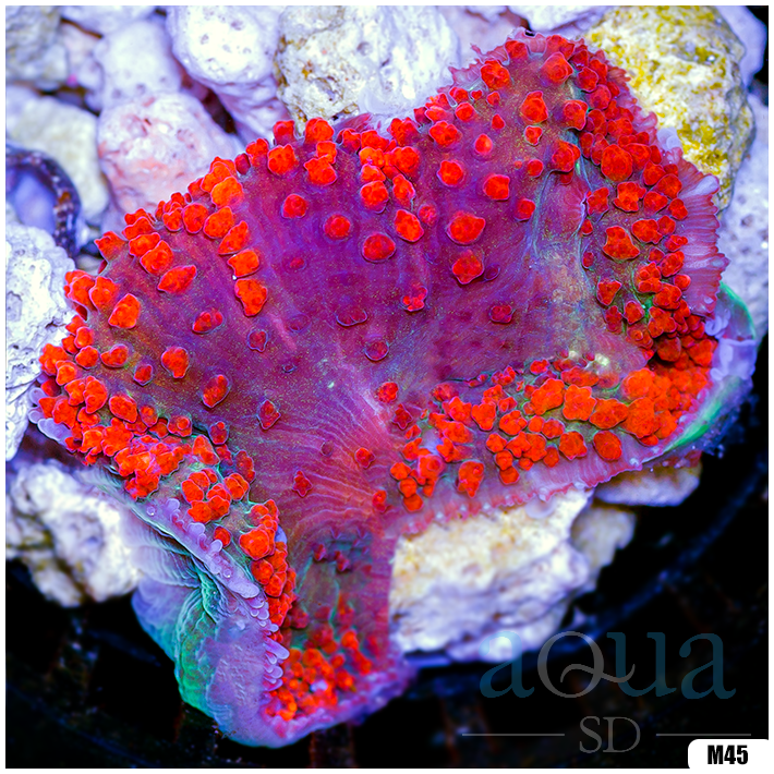 Ultra Red St Thomas Mushroom