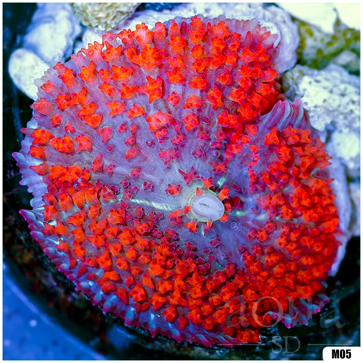 Ultra Red St Thomas Mushroom