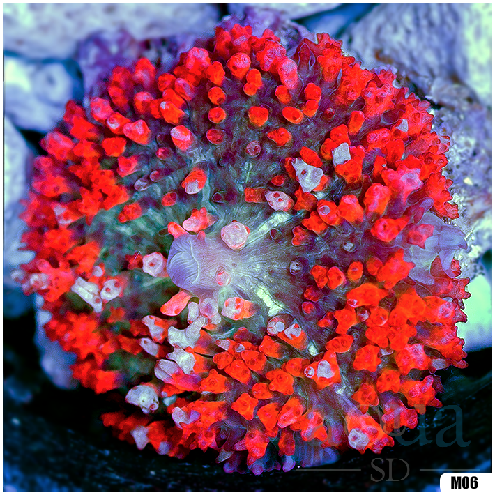 Ultra Red St Thomas Mushroom