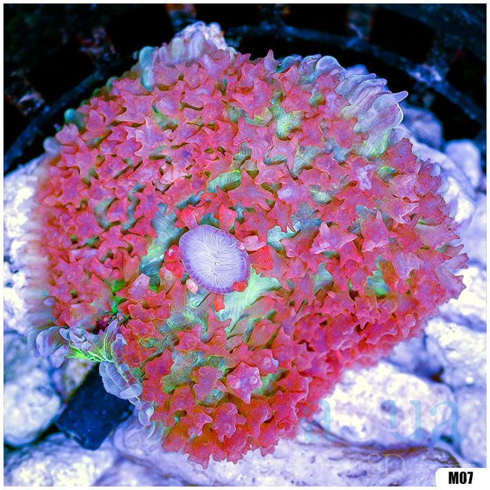 Ultra Red St Thomas Mushroom
