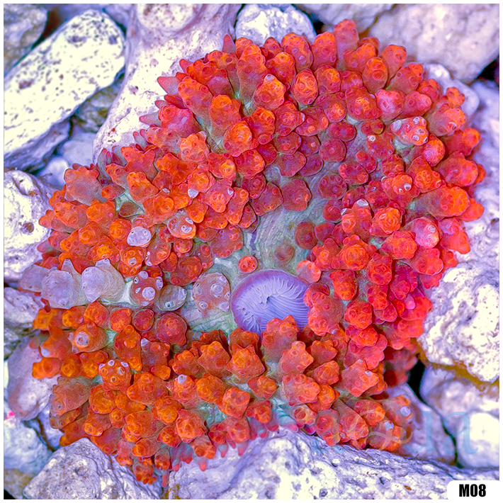 Ultra Red St Thomas Mushroom