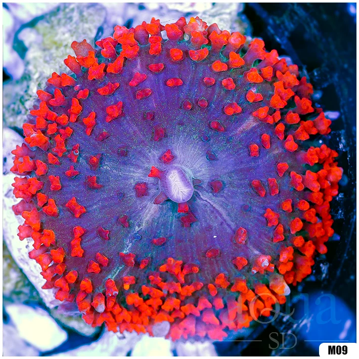 Ultra Red St Thomas Mushroom