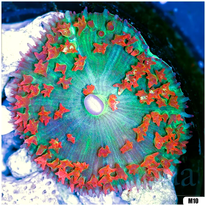 Ultra Red St Thomas Mushroom