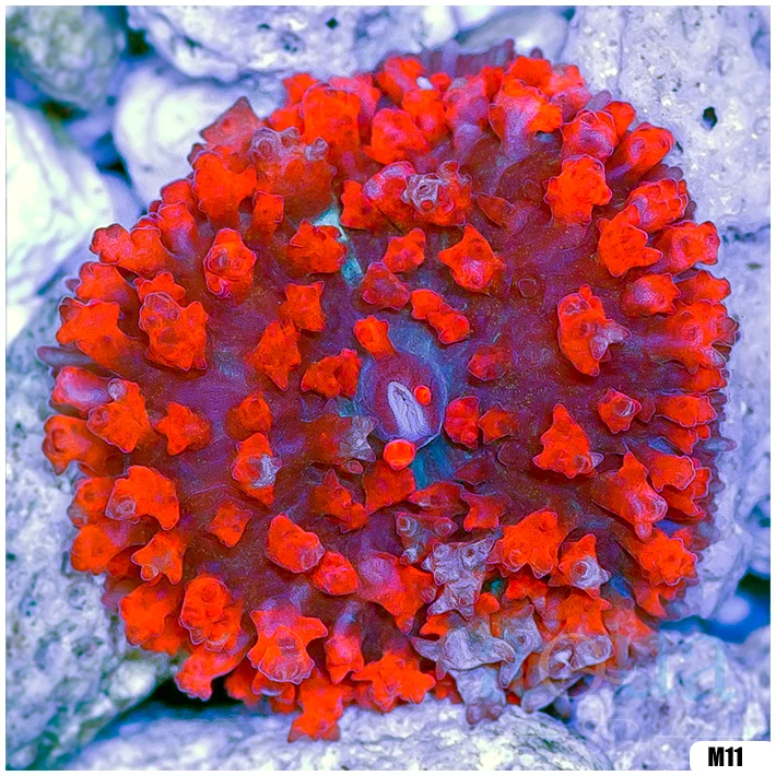 Ultra Red St Thomas Mushroom