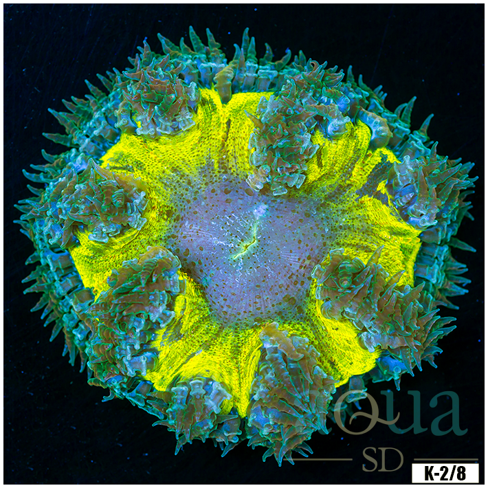 Ultra Rock Flower Anemone