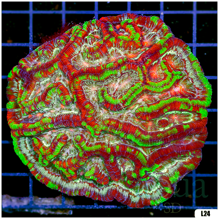 Ultra Symphyllia Wilsoni (Egg Crate Behind is 3 Squares = 2'')