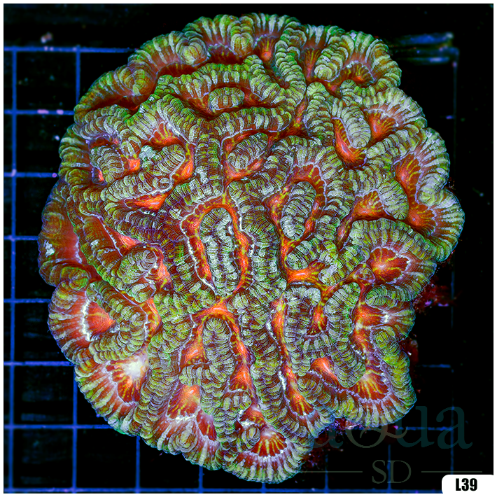 Ultra Symphyllia Wilsoni (Egg Crate Behind is 3 Squares = 2'')