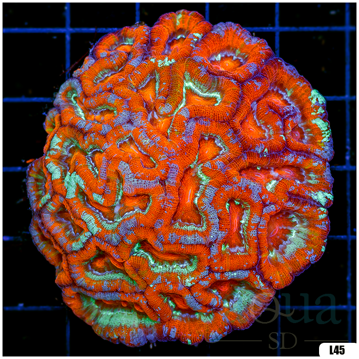 Ultra Symphyllia Wilsoni (Egg Crate Behind is 3 Squares = 2'')