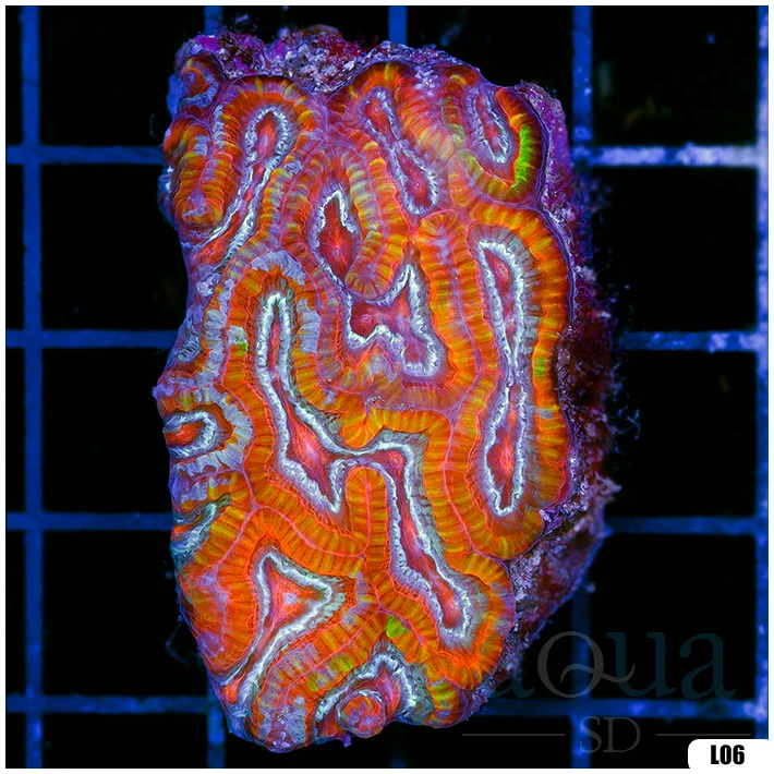 Ultra Symphyllia Wilsoni (Egg Crate Behind is 3 Squares = 2'')