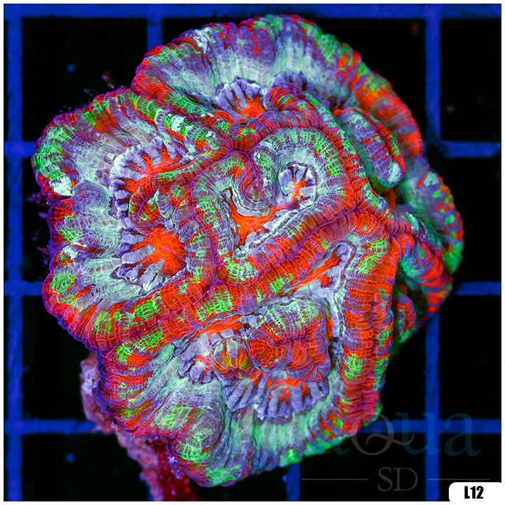 Ultra Symphyllia Wilsoni (Egg Crate Behind is 3 Squares = 2'')