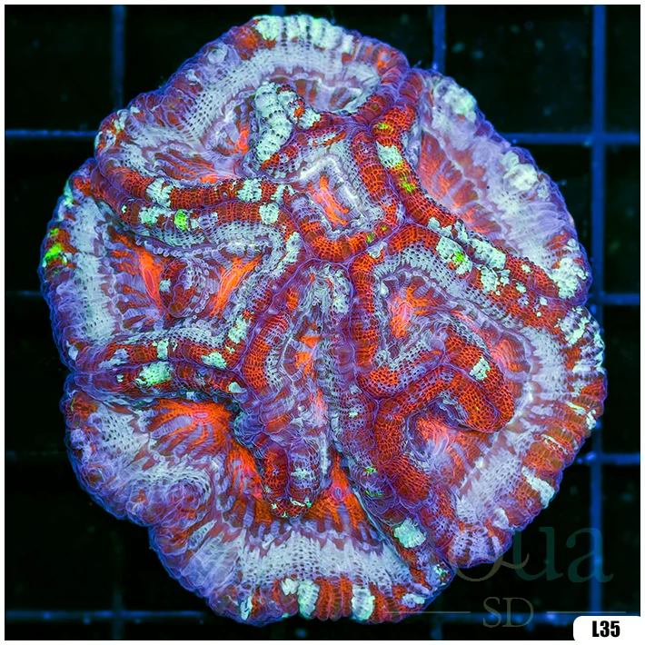 Ultra Symphyllia Wilsoni (Egg Crate Behind is 3 Squares = 2'')