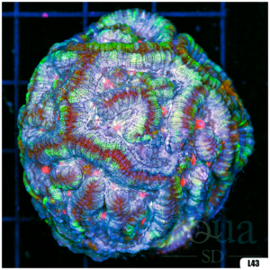 Ultra Symphyllia Wilsoni (Egg Crate Behind is 3 Squares = 2'')