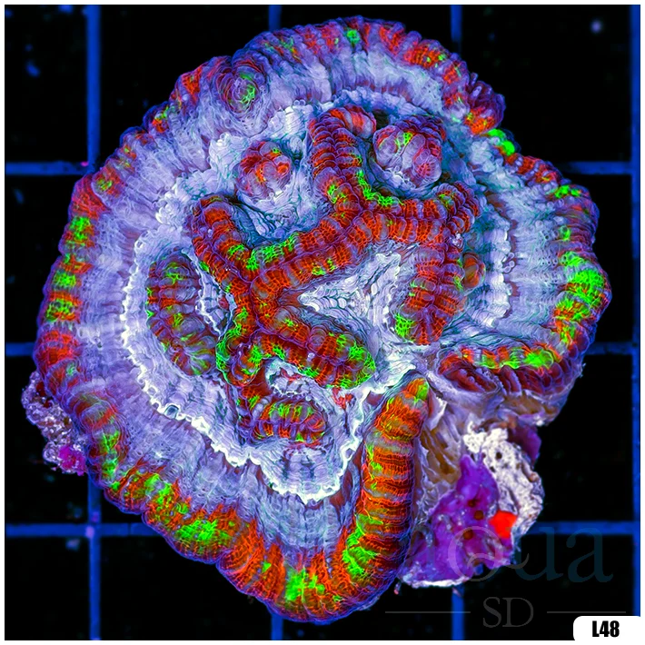 Ultra Symphyllia Wilsoni (Egg Crate Behind is 3 Squares = 2'')