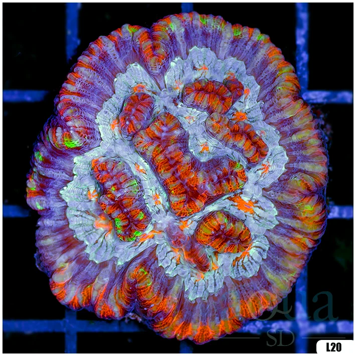 Ultra Symphyllia Wilsoni (Egg Crate Behind is 3 Squares = 2'')