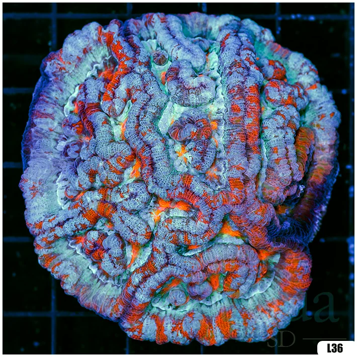 Ultra Symphyllia Wilsoni (Egg Crate Behind is 3 Squares = 2'')