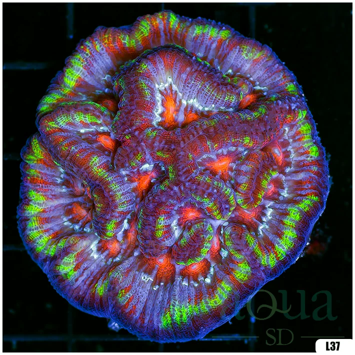 Ultra Symphyllia Wilsoni (Egg Crate Behind is 3 Squares = 2'')