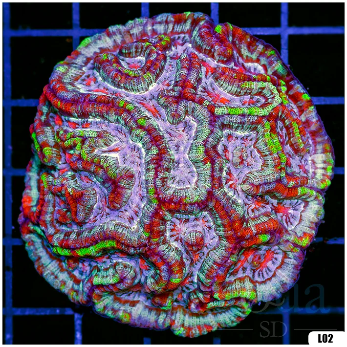 Ultra Symphyllia Wilsoni (Egg Crate Behind is 3 Squares = 2'')