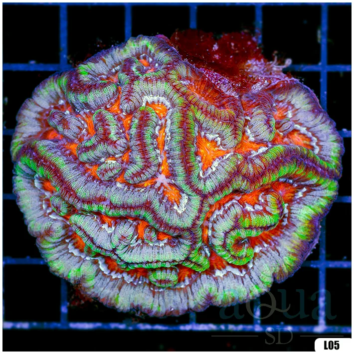 Ultra Symphyllia Wilsoni (Egg Crate Behind is 3 Squares = 2'')