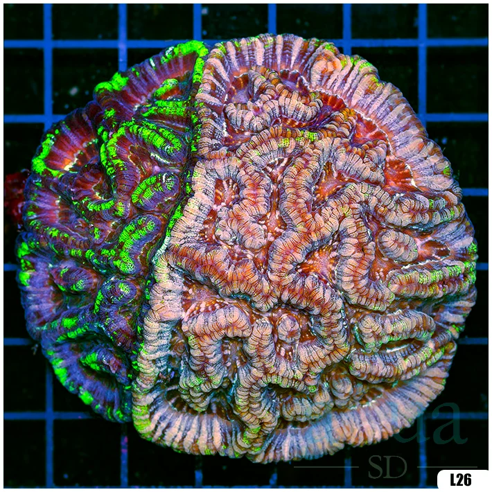 Ultra Symphyllia Wilsoni (Egg Crate Behind is 3 Squares = 2'')