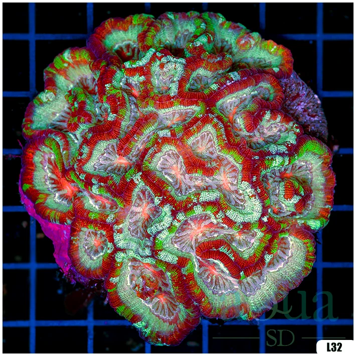 Ultra Symphyllia Wilsoni (Egg Crate Behind is 3 Squares = 2'')