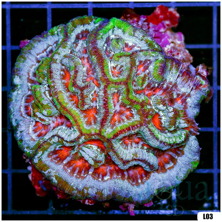 Ultra Symphyllia Wilsoni (Egg Crate Behind is 3 Squares = 2'')